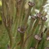 Cladonia gracilis